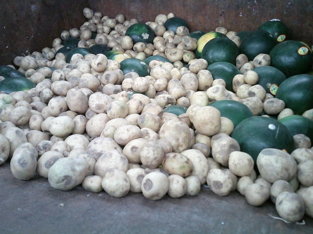 Potatoes and squashes in a trash dumpster.